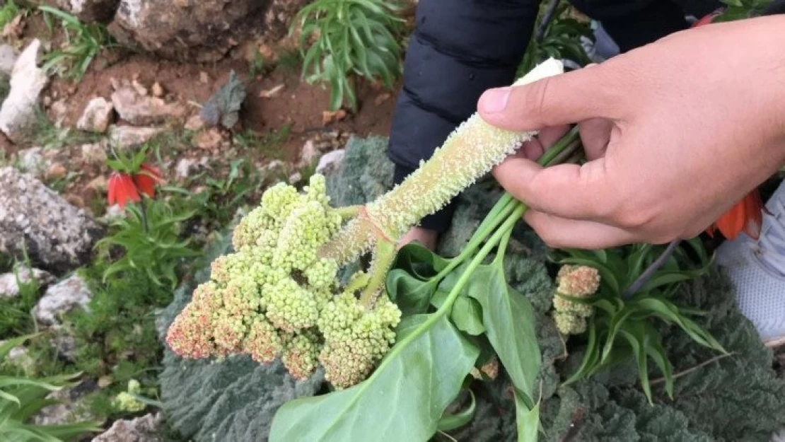 Yayla muzu olarak tabir edilen ışkın bitkisi için 2 bin rakıma tırmanıyorlar