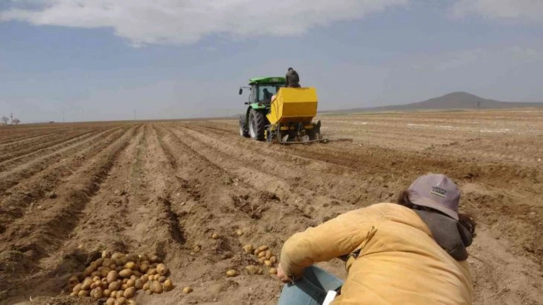 Yazlık Patates ekimi başladı