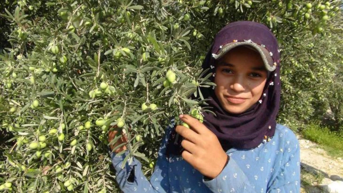 Yılın ilk zeytin hasadı Silifke'de başladı