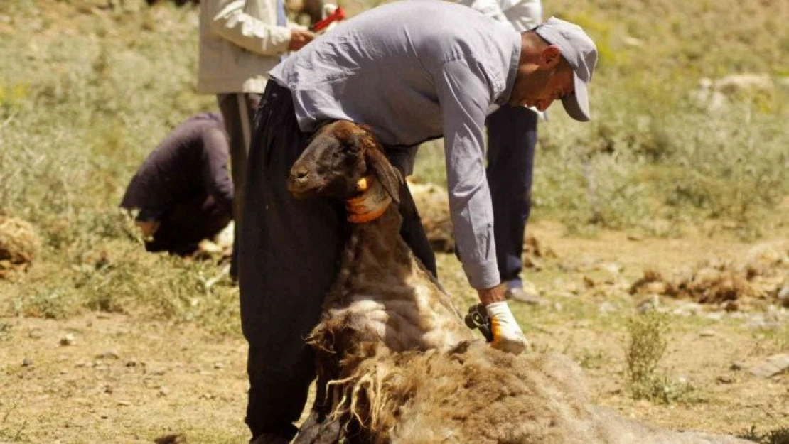 Yüksekova'da renkli koyun kırkma şenliği