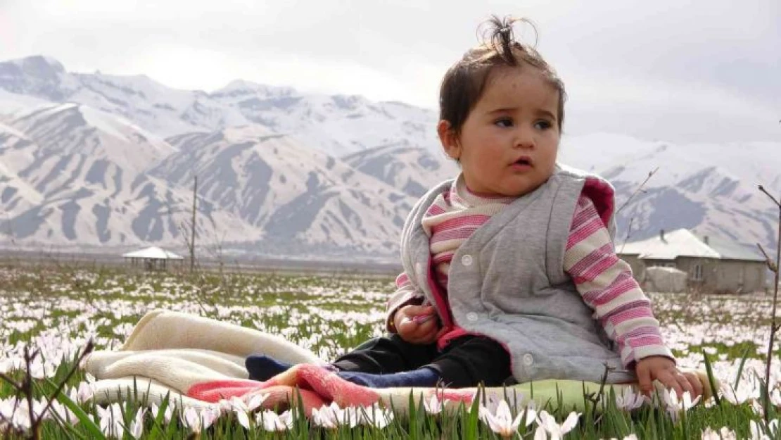 Yüksekova Ovası'nda kardelen cümbüşü