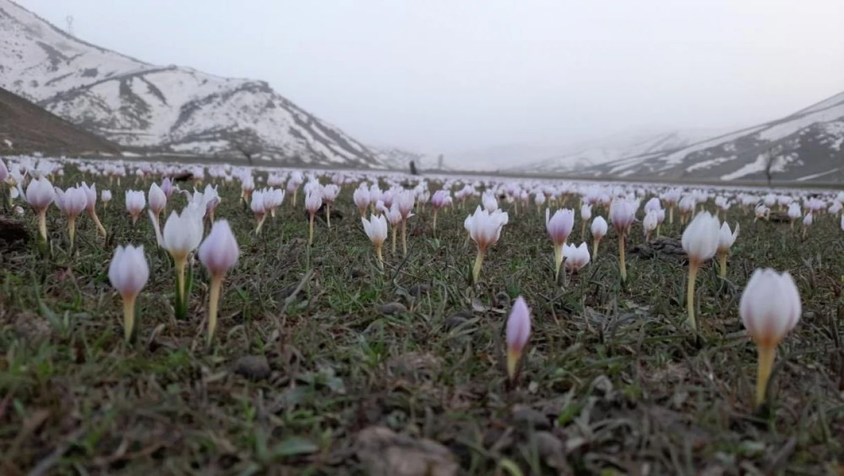 Mendereslerin ilkbahar ve kış güzelliği