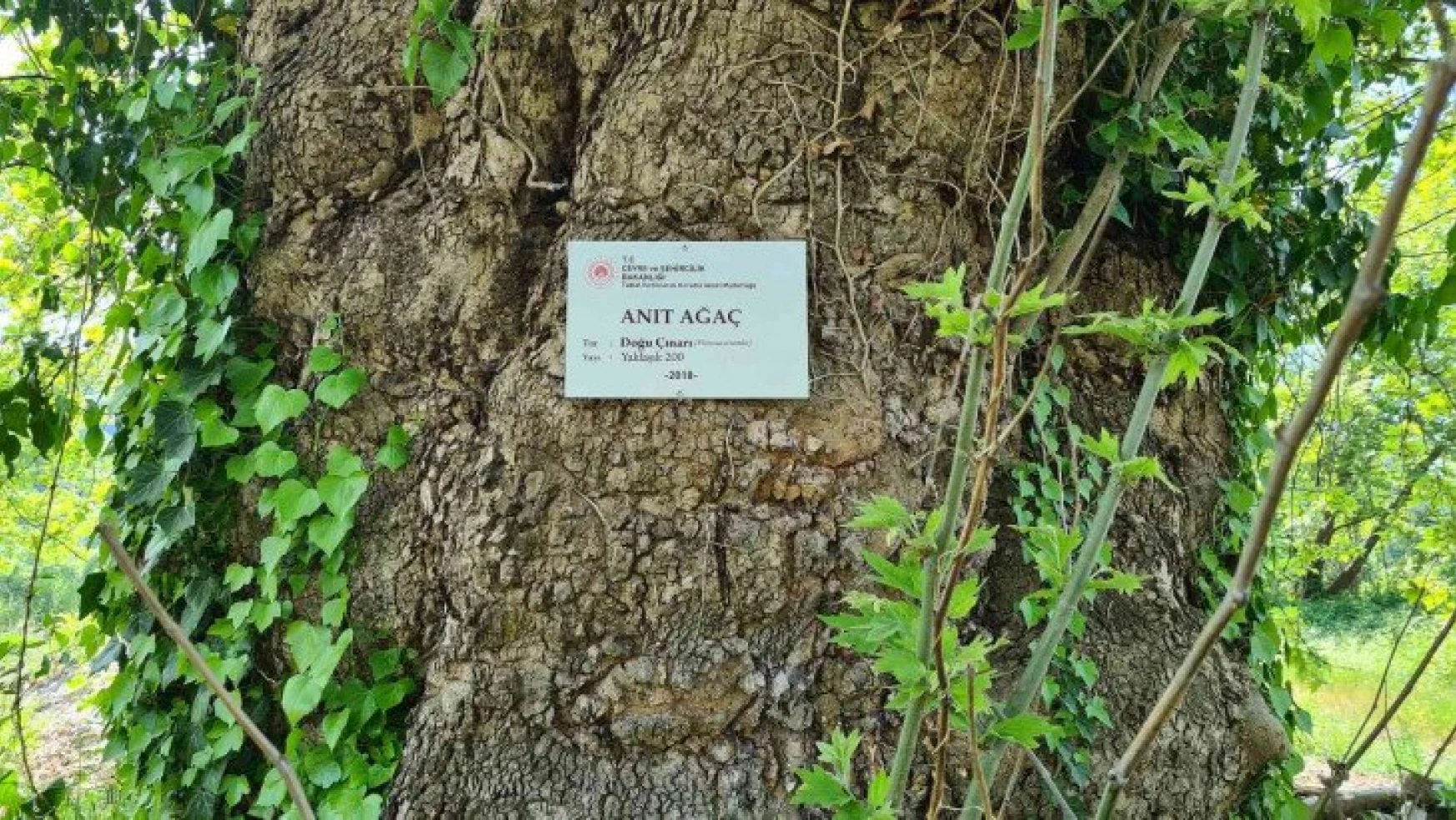 300 yıllık çınar ağaç, 'anıt ağaç' olarak tescillendi