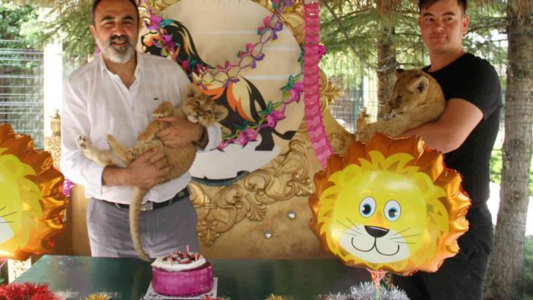 Ankara'nın aslanlarına 10 Ağustos Aslanlar Günü'nde pastalı kutlama