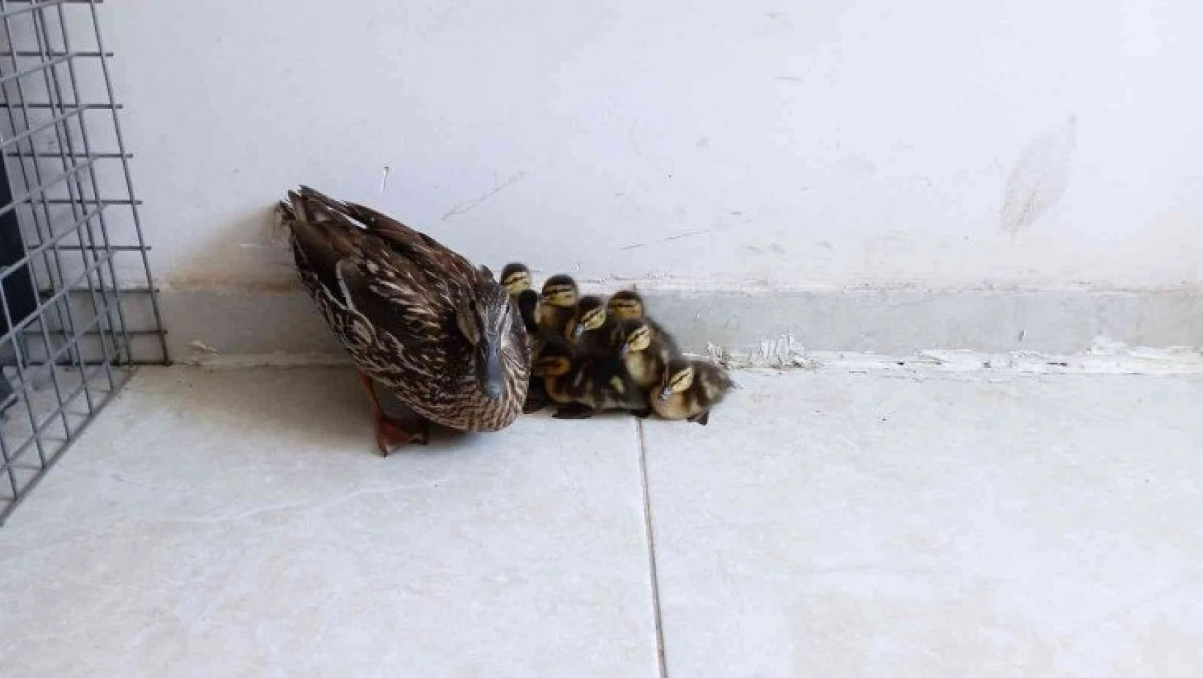 Anne ördek yavrularını bırakmadı