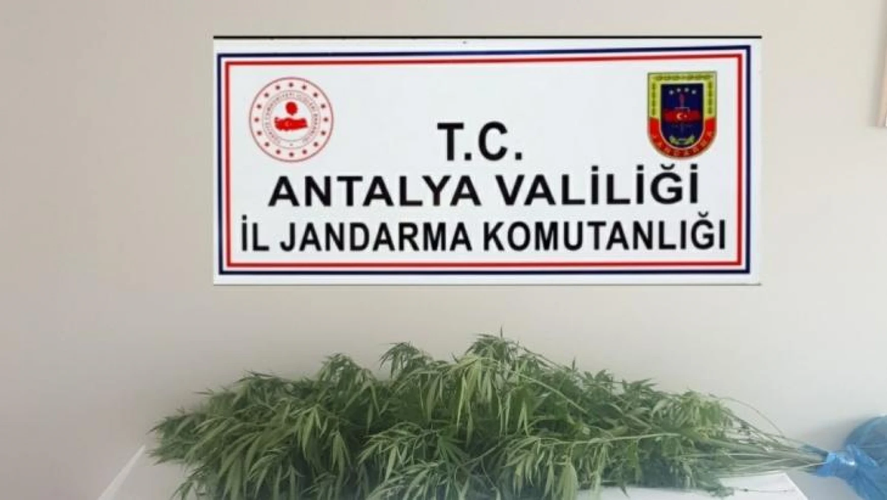 Antalya'da jandarmadan kenevir operasyonu: 1 gözaltı