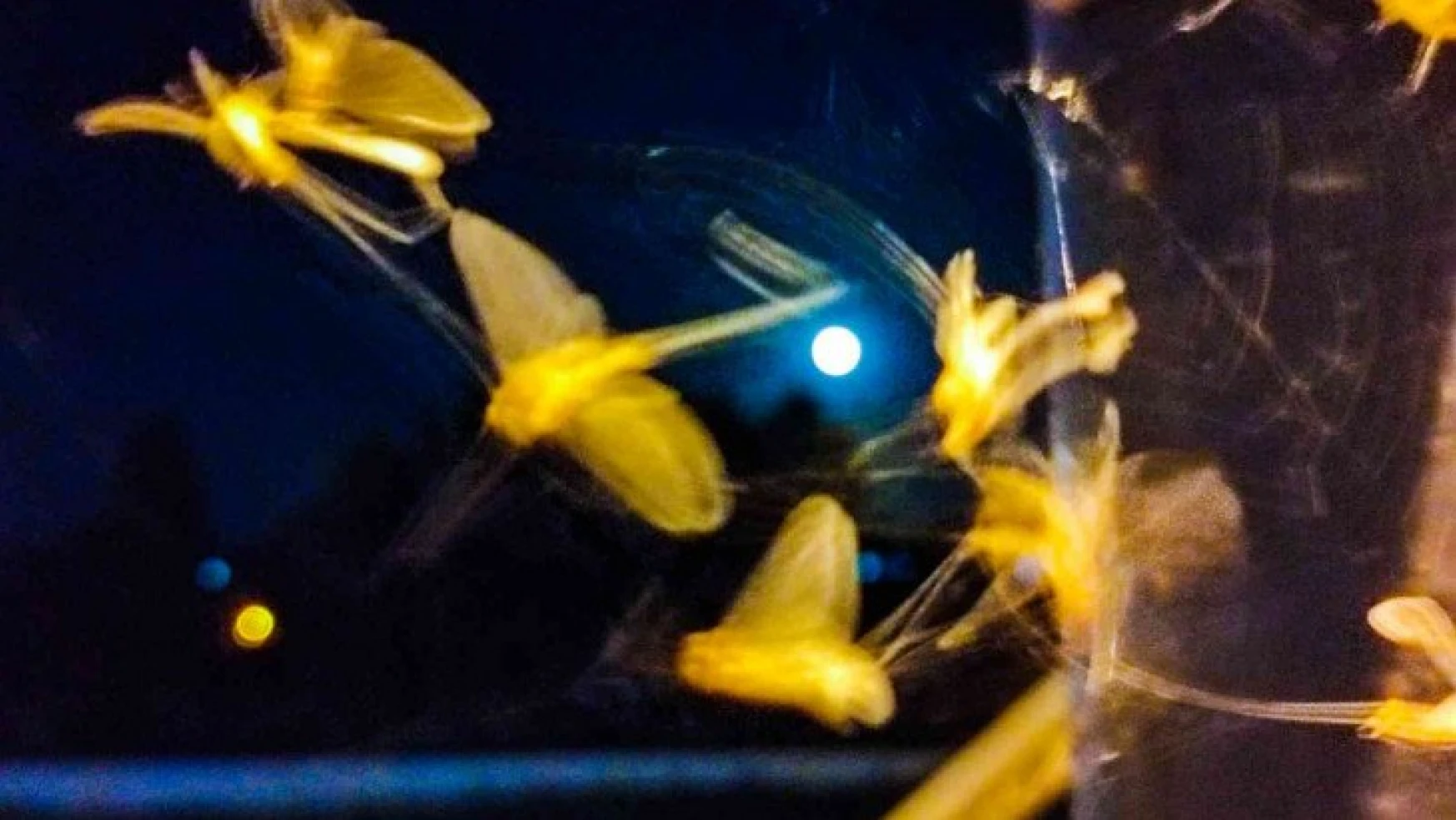 Ardahan'da kelebeklerin 'ölüm uçuşu' başladı