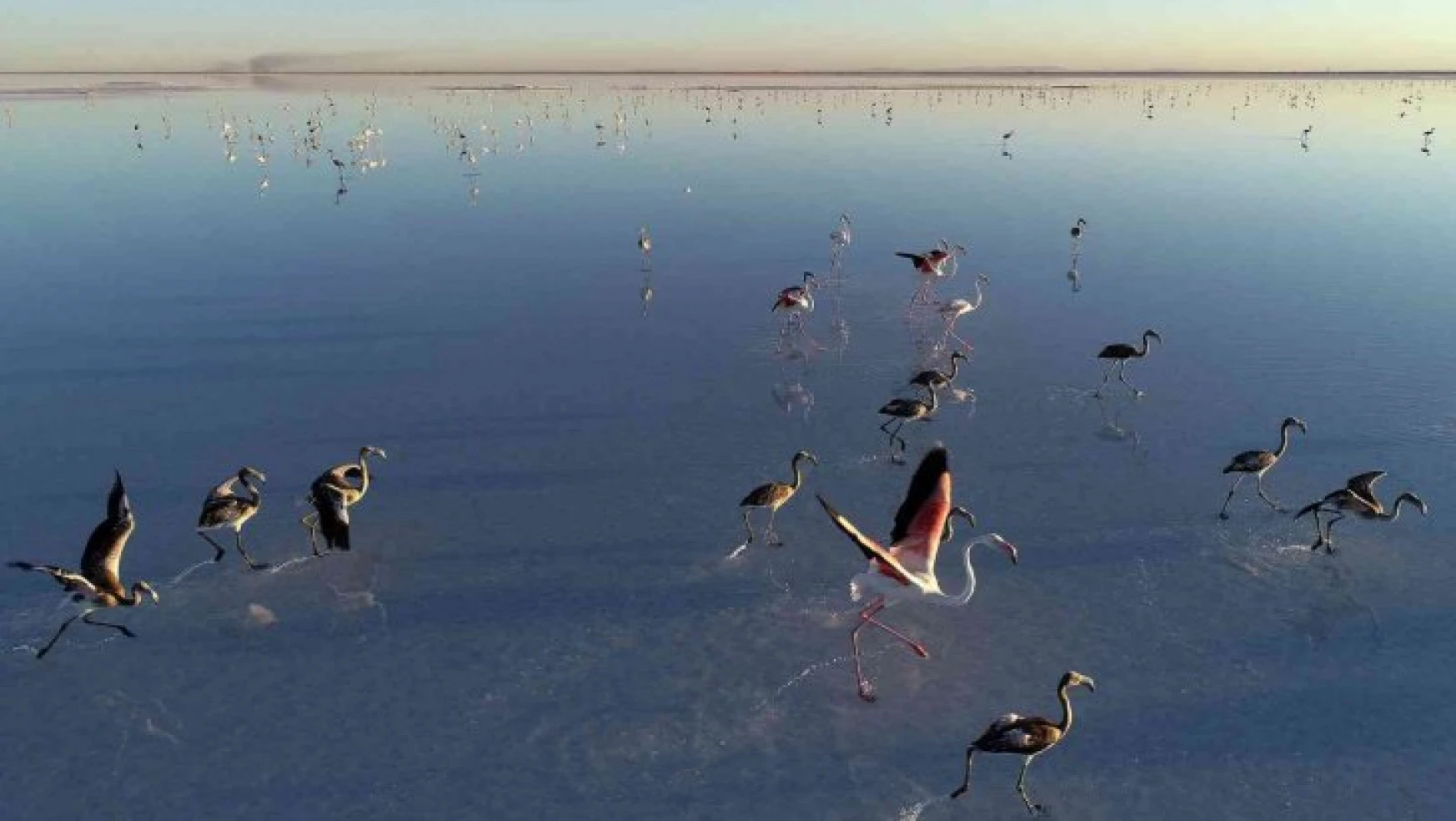 Bakan Kurum: 'Tuz Gölü'ne su taşıdık, flamingolara can suyu verdik'