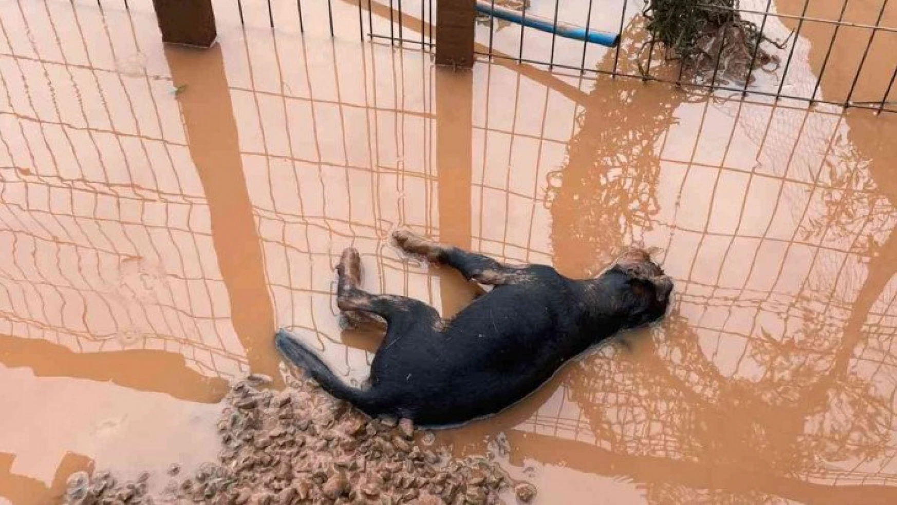 Bartın'daki sel taşkınında özel bir barınaktaki 56 köpek telef oldu