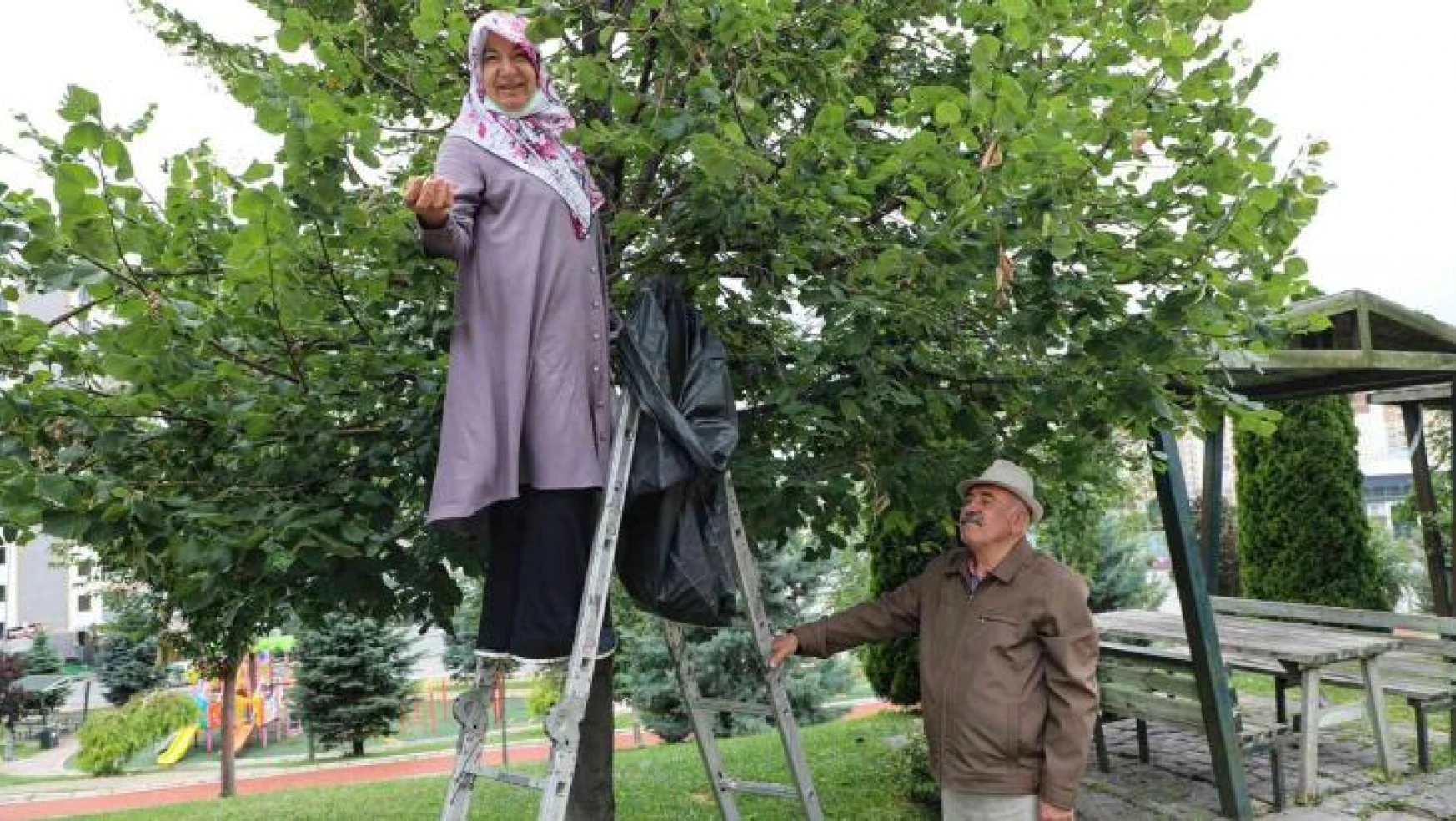 Belediye ağacını dikti, vatandaşlar ücretsiz ıhlamura ulaştı