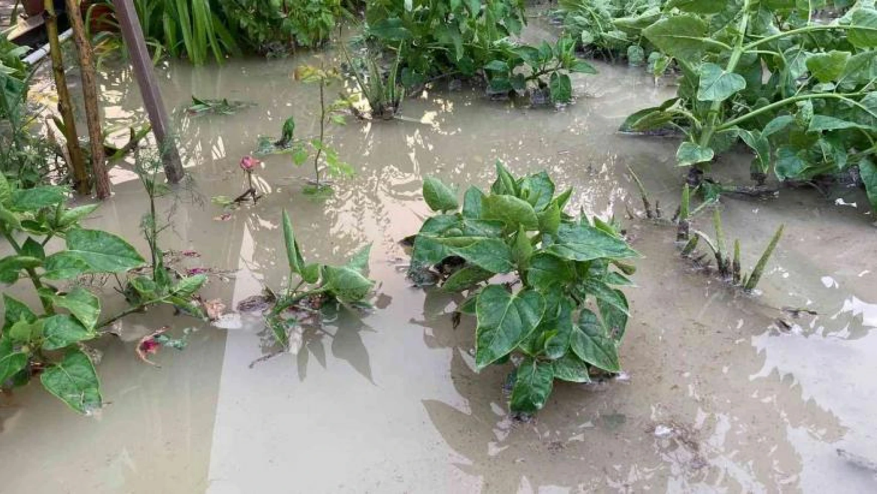 Beypazarı'nda evleri ve ekili araziyi sel vurdu