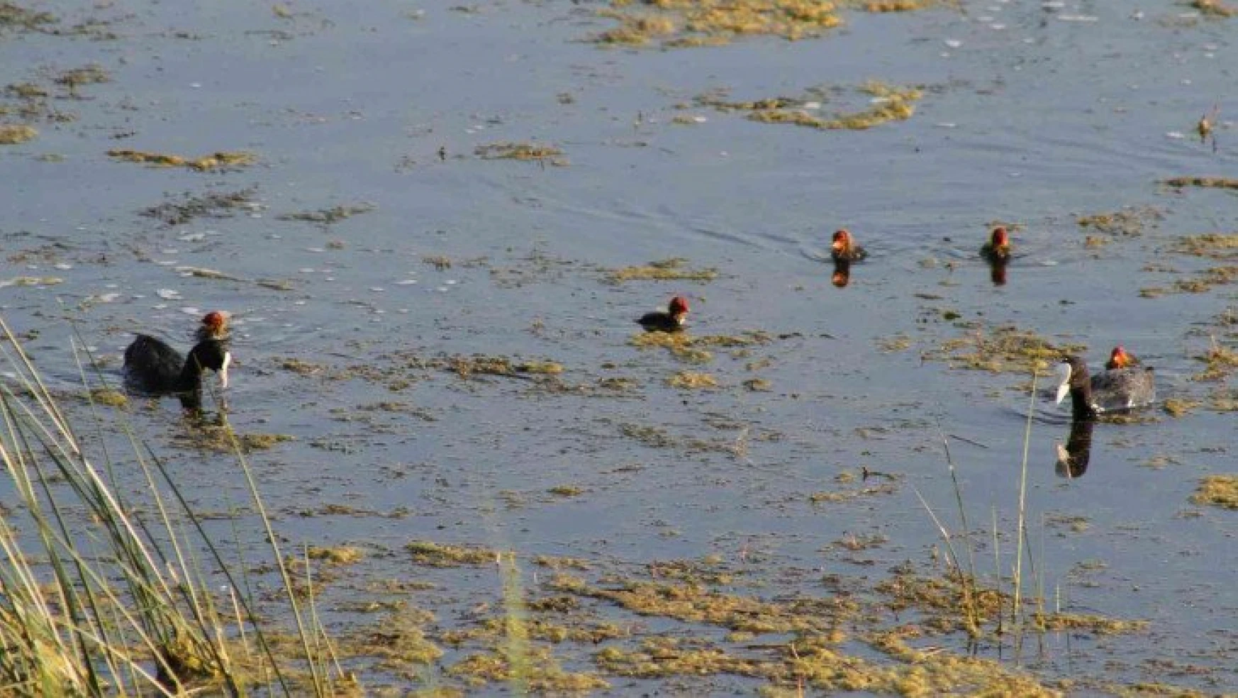 Beyşehir Gölü'ne kuş türleri akın etmeye başladı