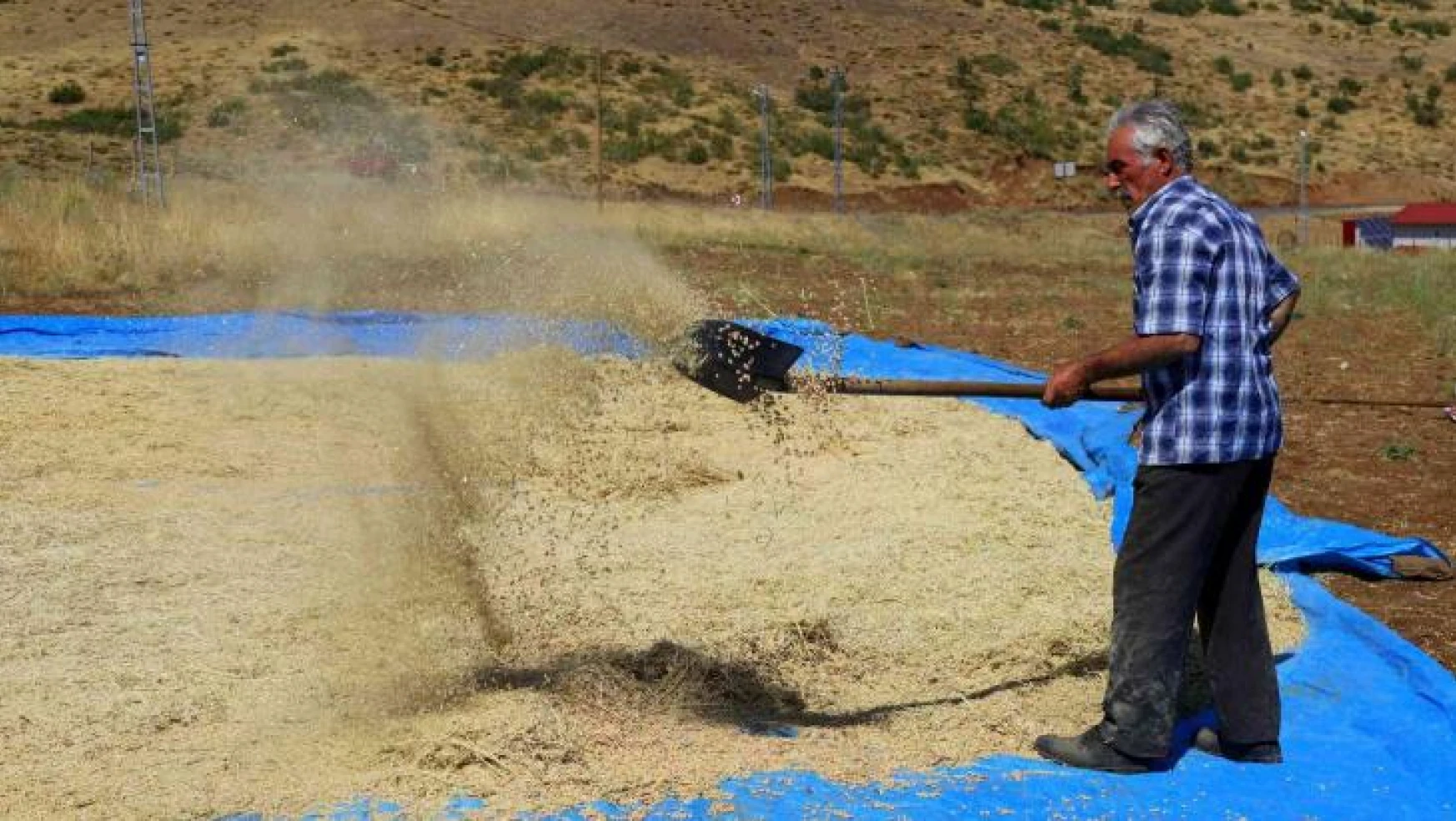 Bingöl'de bin dekar alanda nohut tarımı yapılıyor