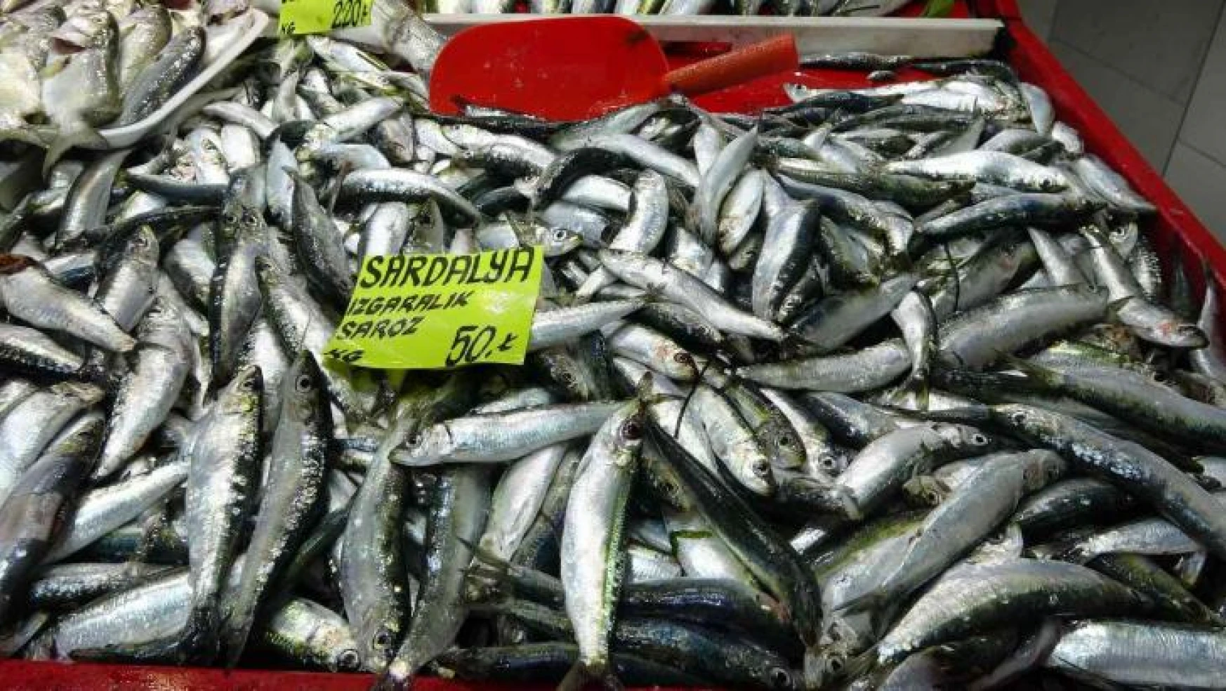 Çanakkale'de geçen sene kilosu 70 lira olan sardalya, 50 liradan tezgahlarda