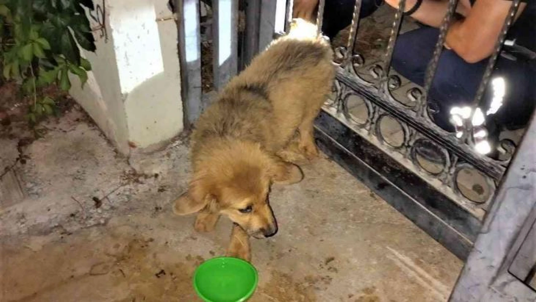 Demir parmaklıklara sıkışan köpeğin yardımına itfaiye koştu