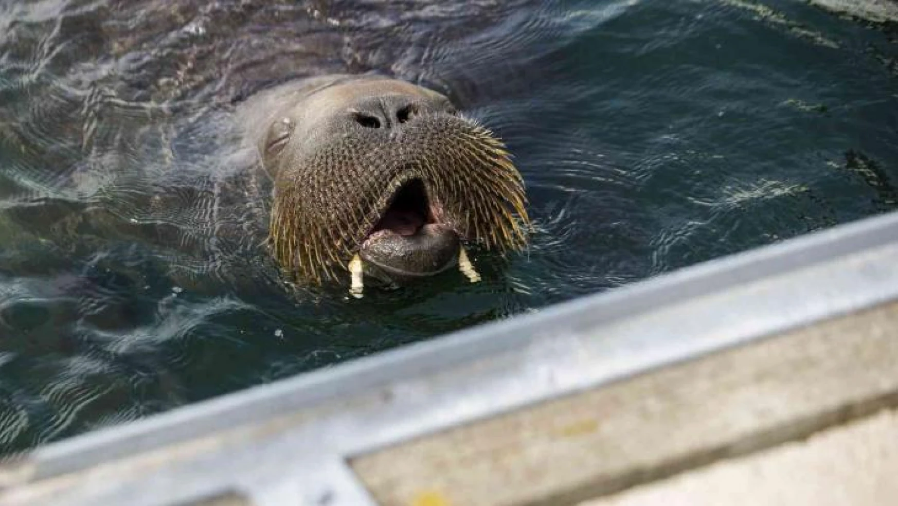 Dünya çapında üne kavuşan Norveç'te 600 kilogramlık deniz aygırı uyutuldu