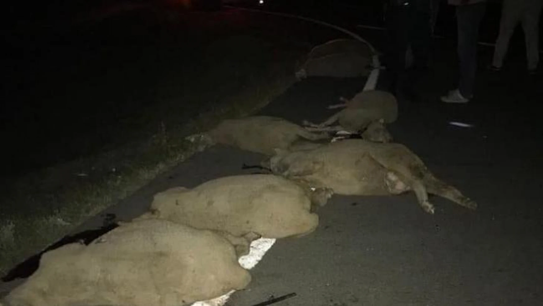 Edirne'de otomobilin arasına daldığı sürüdeki 7 koyun telef oldu