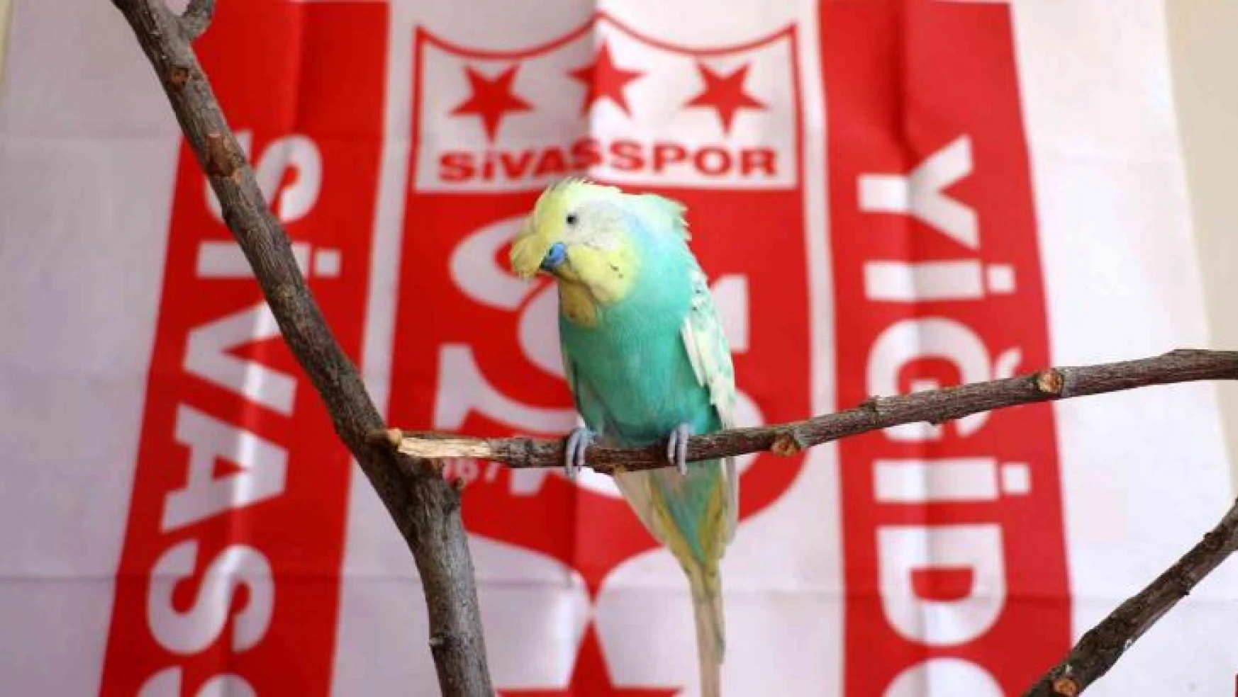 Fanatik muhabbet kuşu 'O kupa Sivas'a geldi '