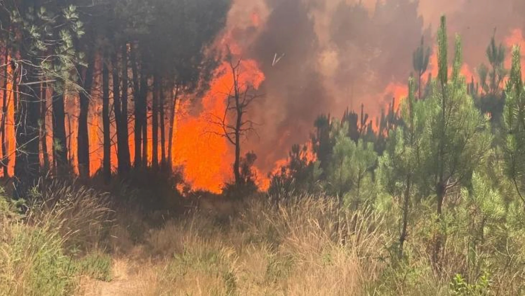 Fransa'daki orman yangınlarında yaklaşık 4 bin hektar alan kül oldu
