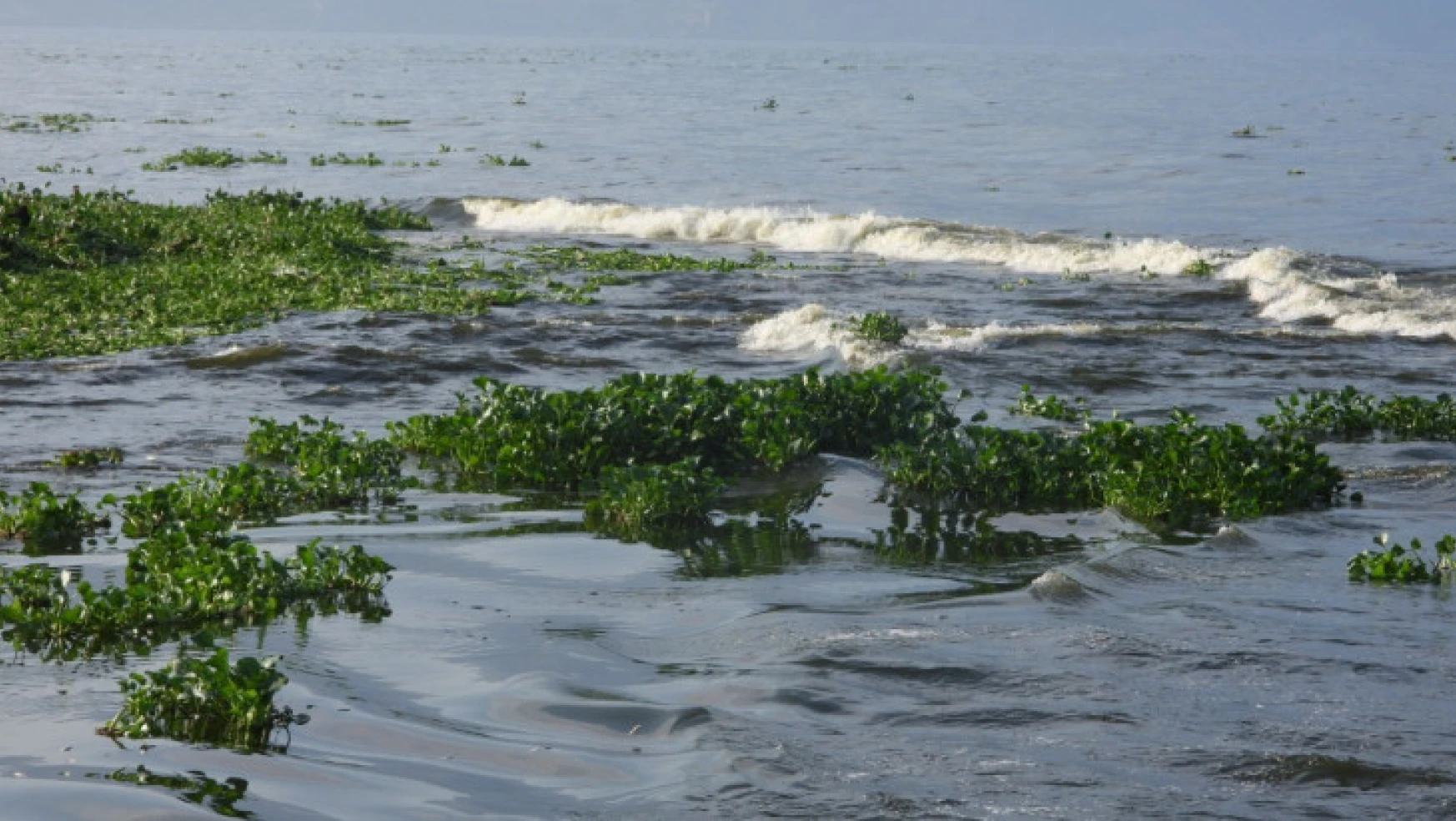 Hatay'da su sümbülleri ve ölü balıklar Samandağ sahiline yayıldı