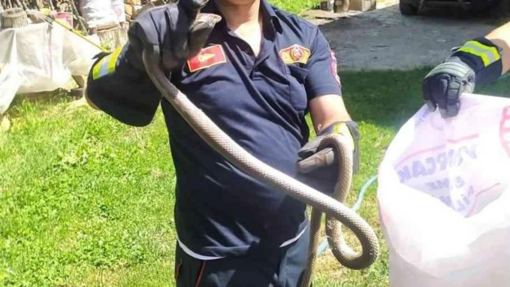 İtfaiye ekiplerinden yılan yakalama operasyonu