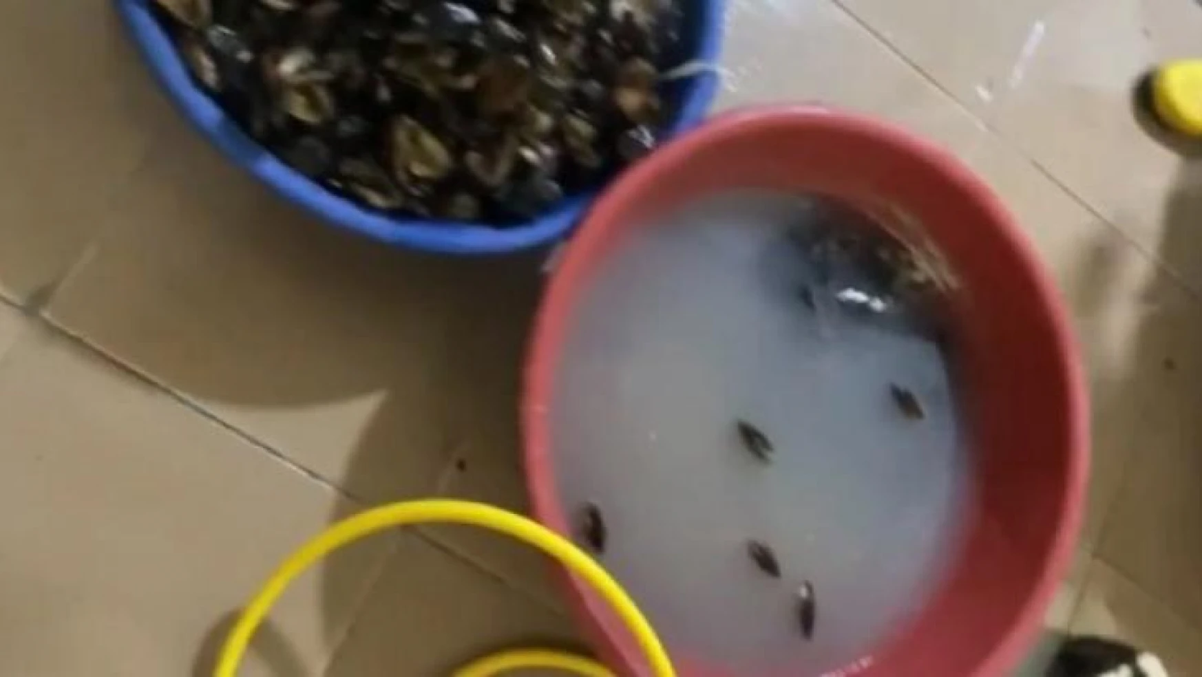 İzmir'de sağlıksız koşullarda üretilen 250 kilogram midyeye el konuldu