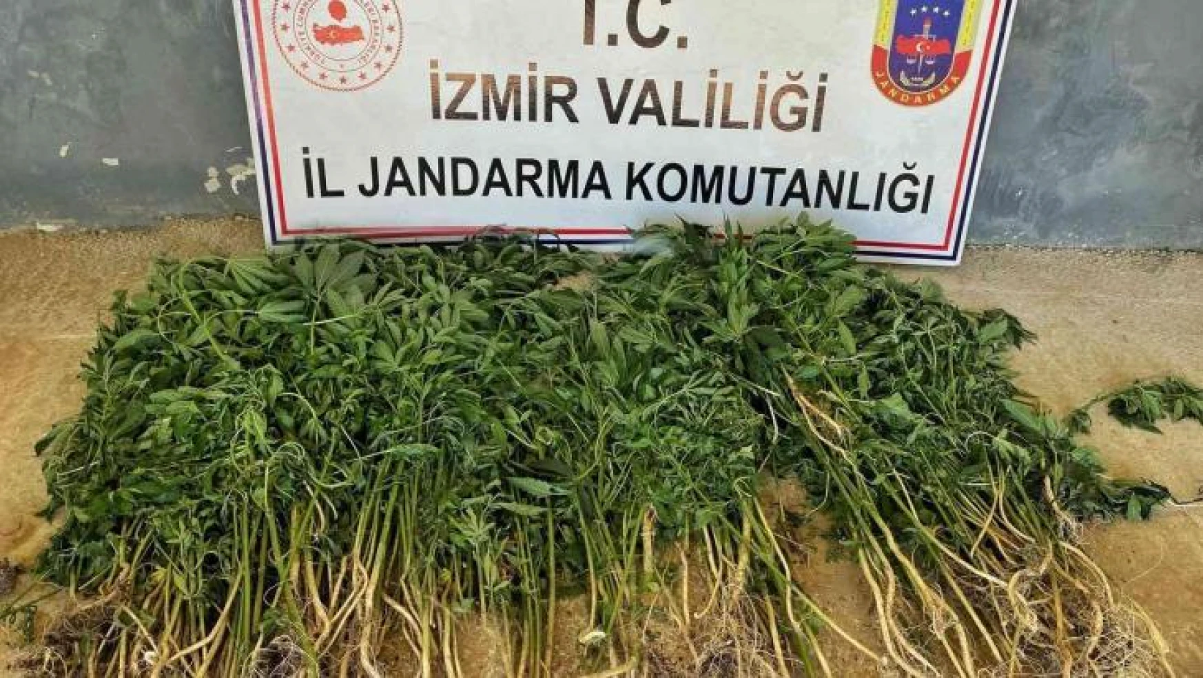 İzmir'in 9 ilçesinde uyuşturucu operasyonları: 26 gözaltı