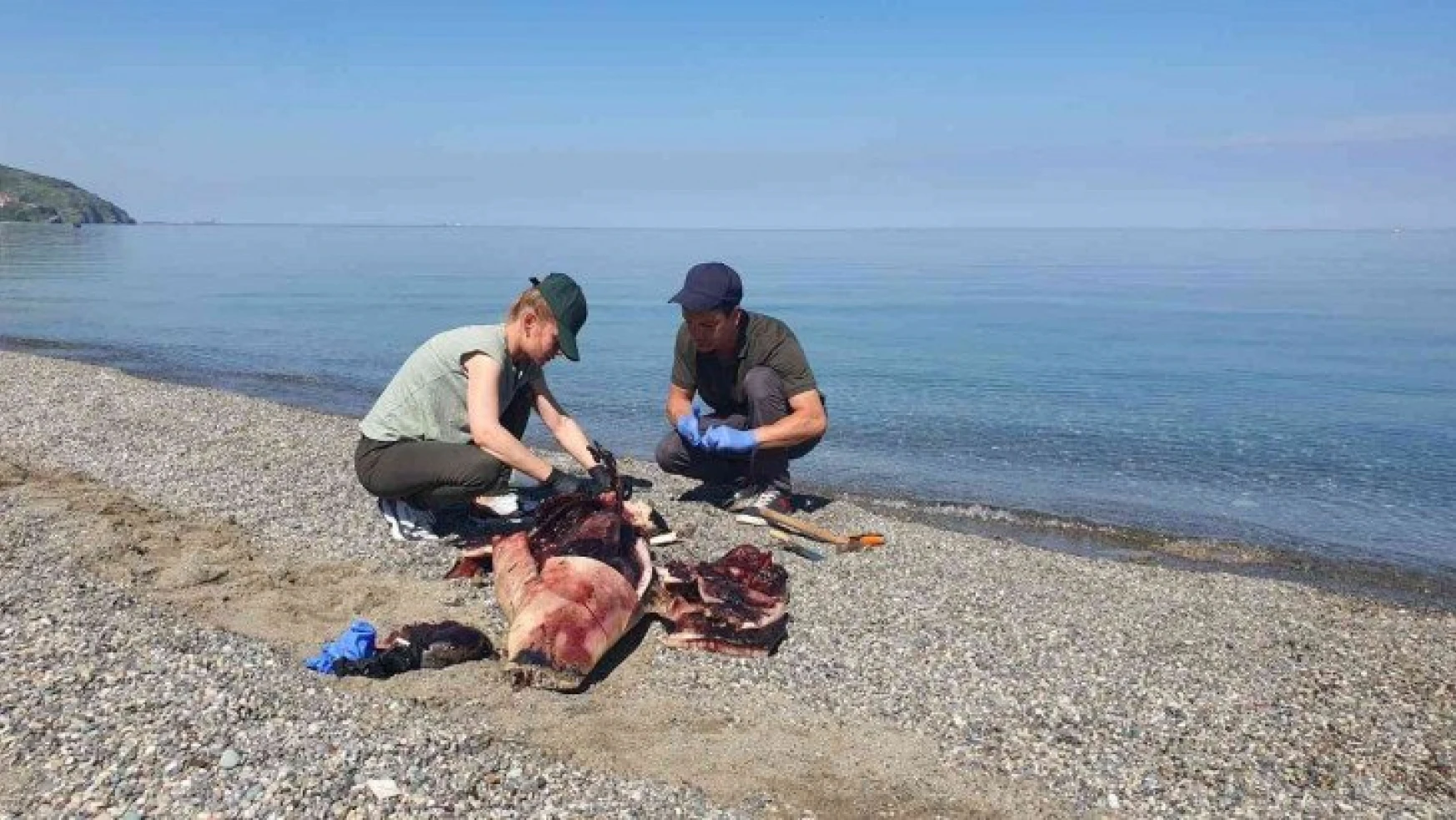 Karadeniz'de çok konuşulan yunus ölümleri araştırılıyor