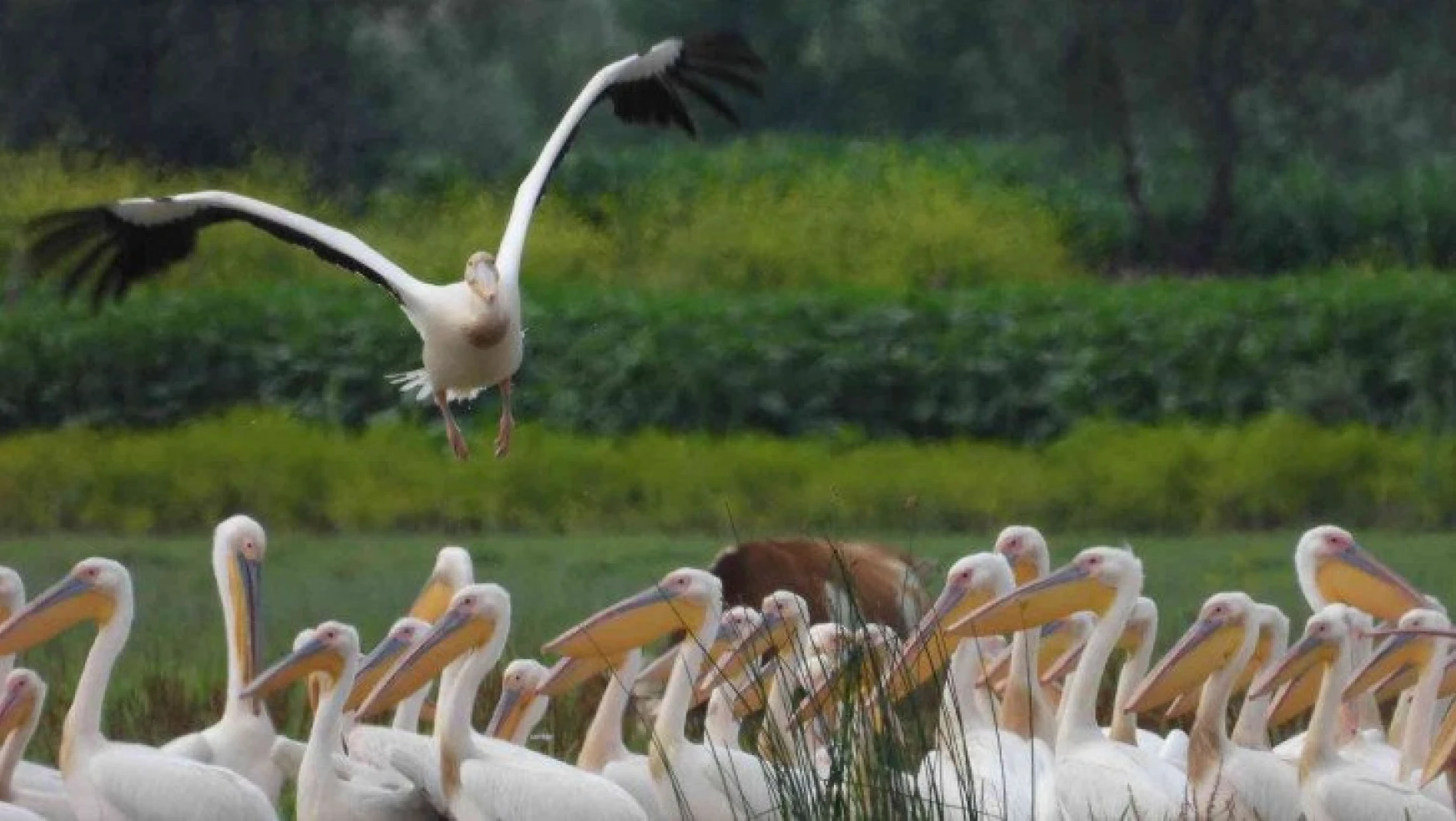 Kaz Gölü'ne ak pelikanlar akın etti