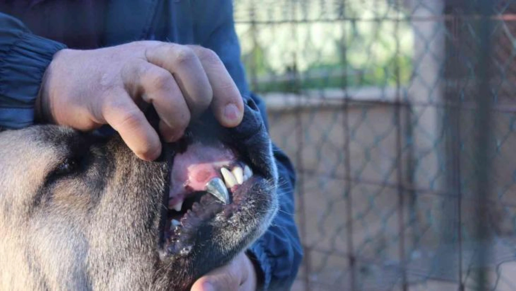 Köpeğine protez diş yaptı
