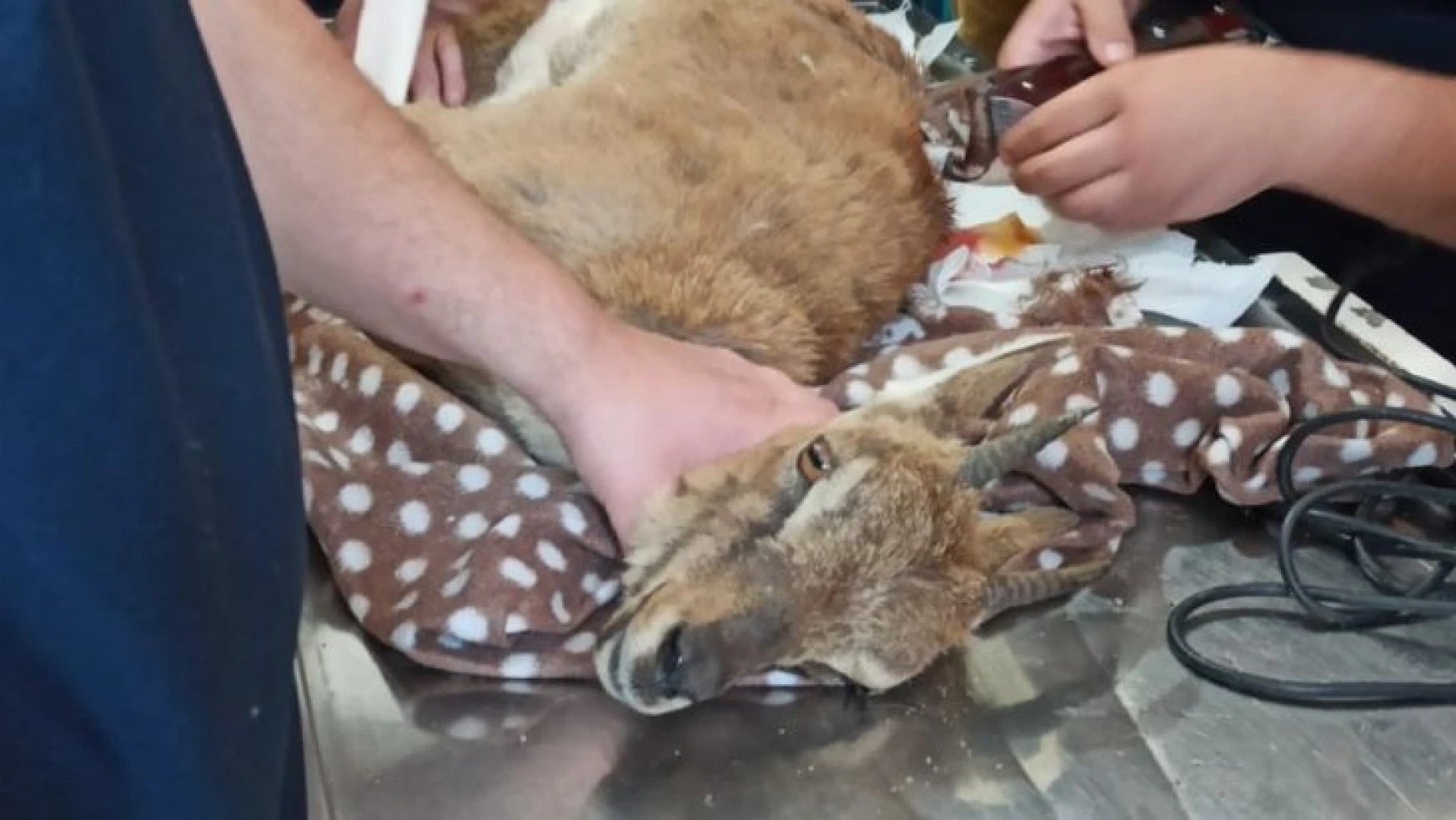 Köylüler tarafından yaralı bulunan yabani dağ keçisi tedavi altına alındı