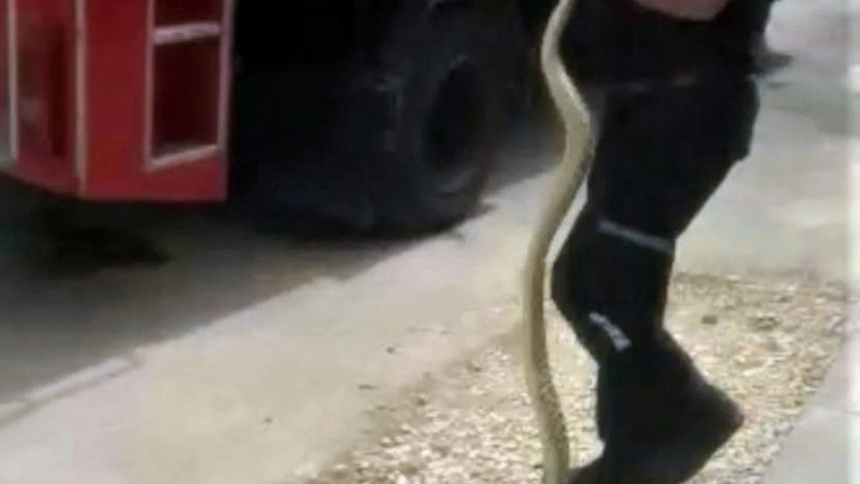Kümesteki 1.5 metre uzunluğundaki yılanı itfaiye yakaladı