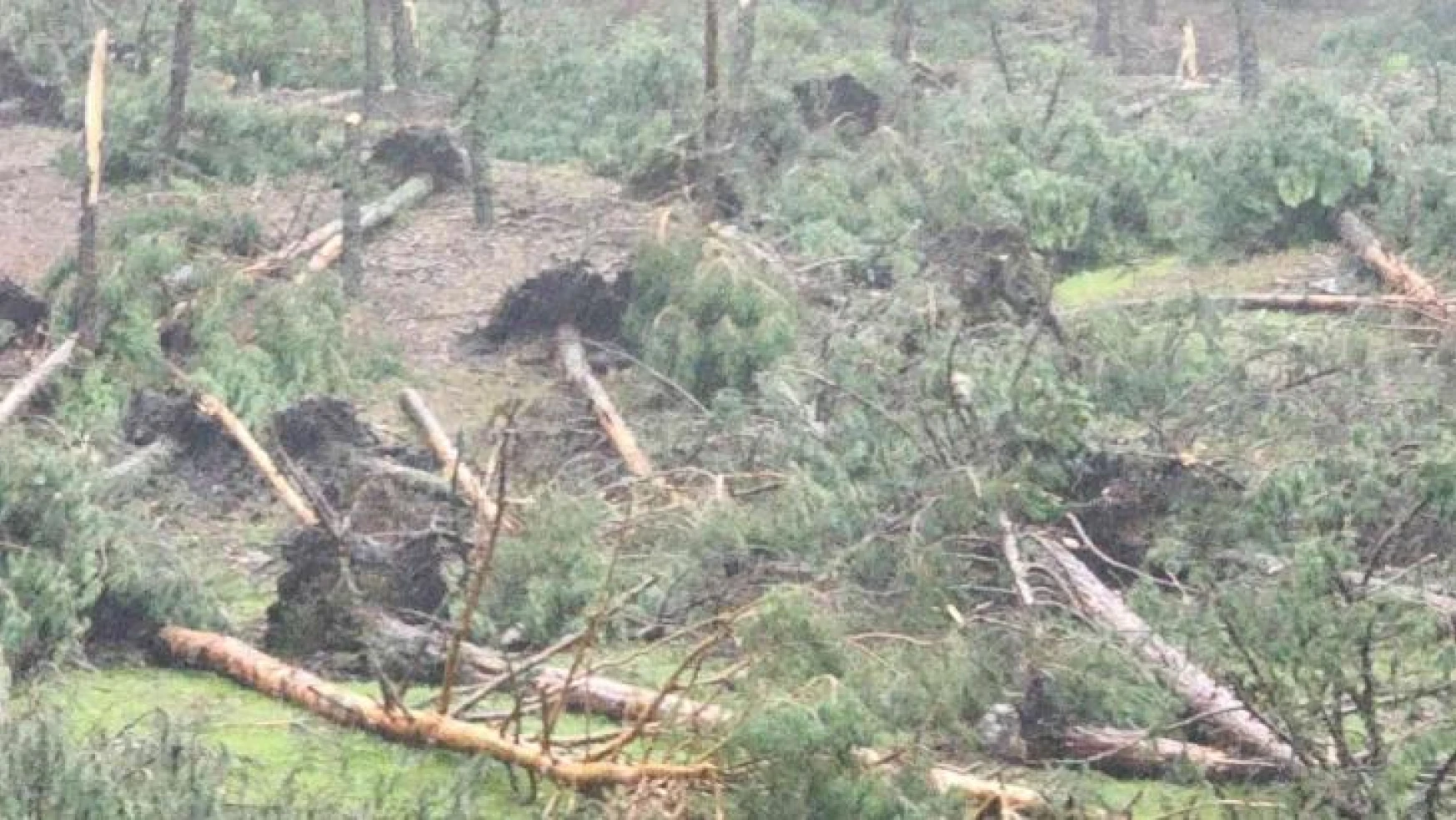 Kütahya'da hortum paniği: 80'e yakın ağaç devrildi