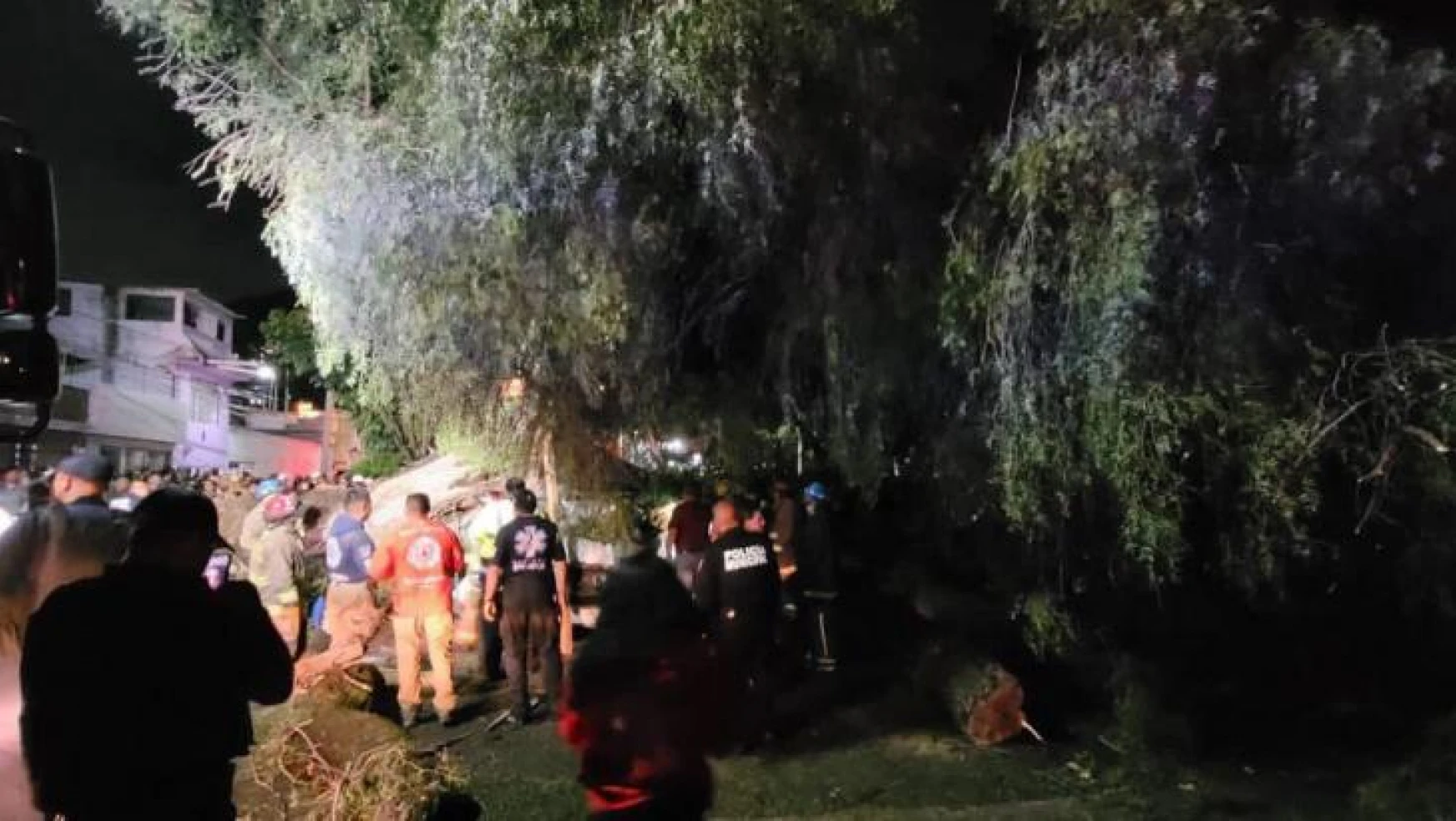 Meksika'da minibüsün üzerine 30 tonluk ağaç devrildi: 1 ölü, 1yaralı