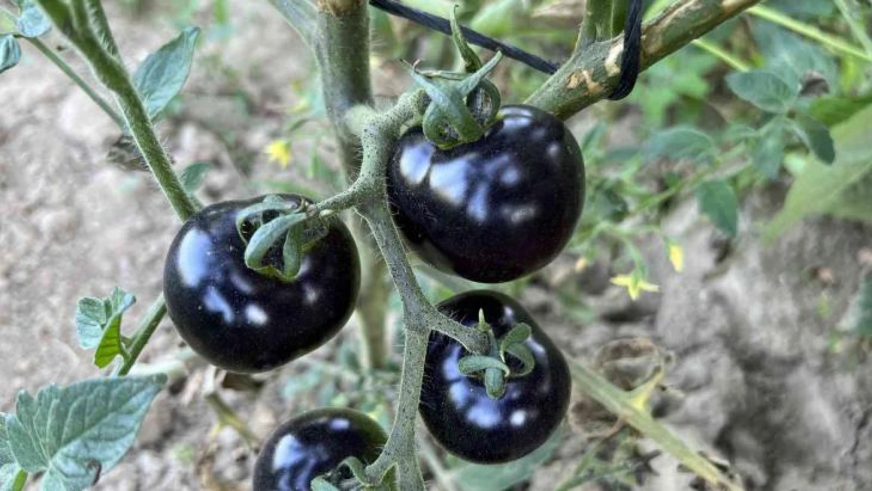 Meksika'daki arkadaşı ilham verdi, siyah domates görenleri şaşkına çeviriyor
