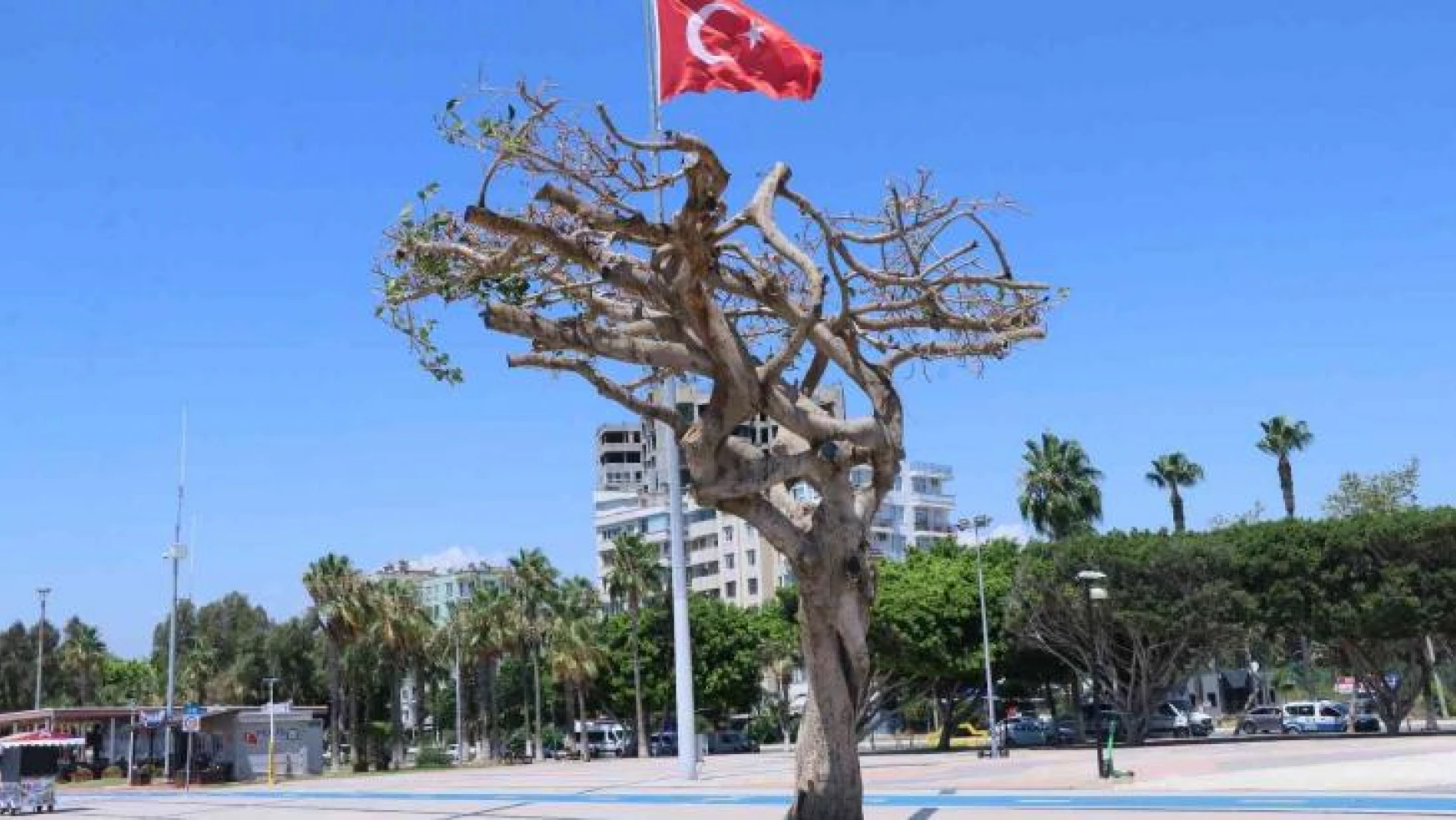 Mersin'deki asırlık ağacın zehirlenmesiyle ilgili 3 şüpheli gözaltına alındı