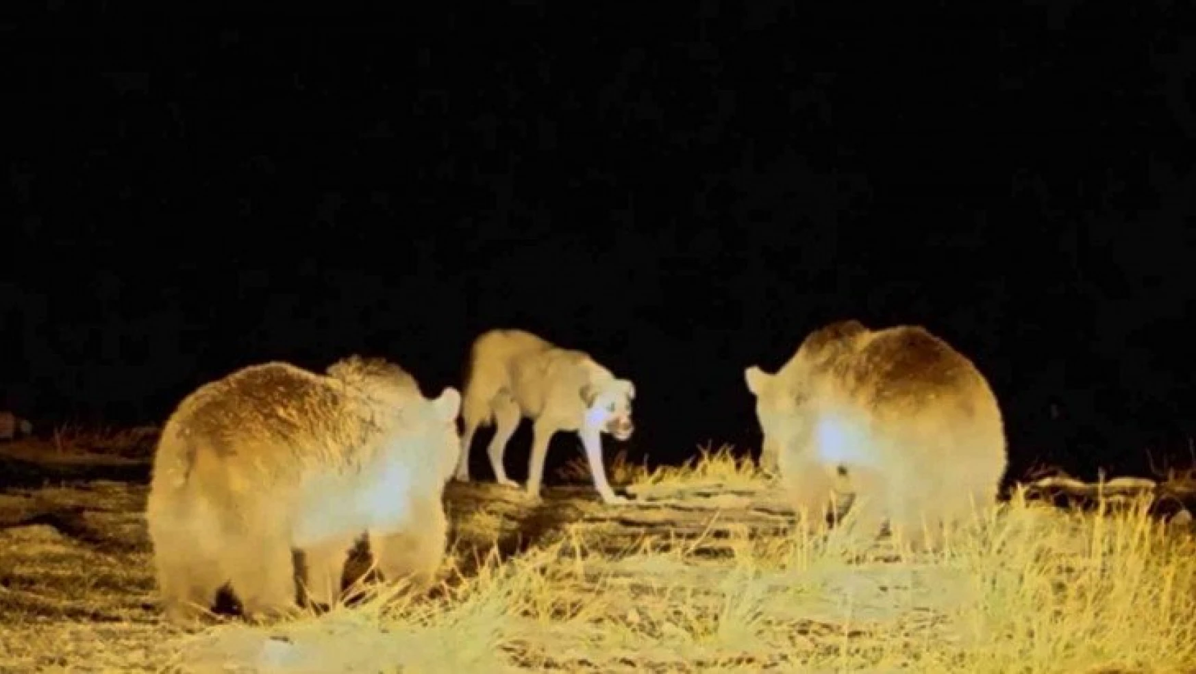 Nemrut'un maskot ayılarıyla köpeğin kavgası kamerada
