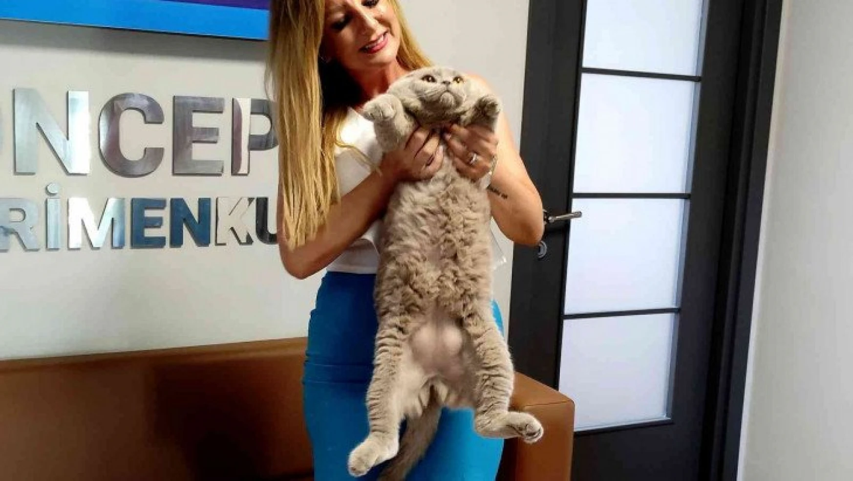 Obez kedi tam 8,5 kilo ağırlığında