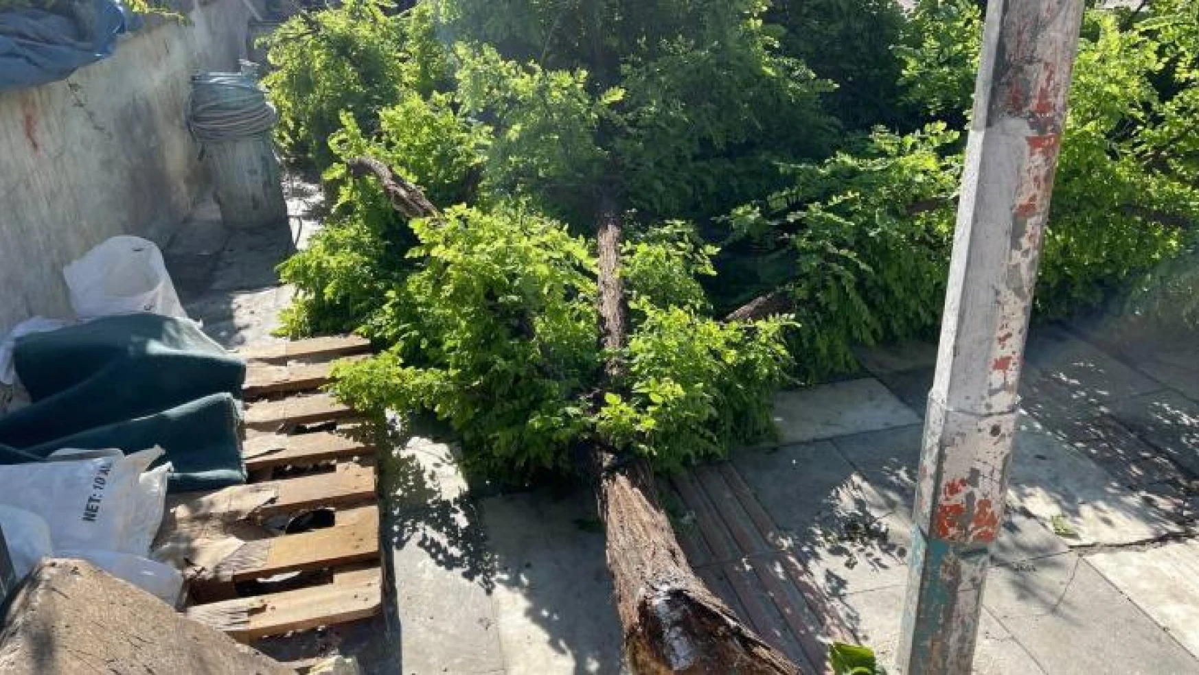 Şanlıurfa'da fırtına ağaçları devirdi