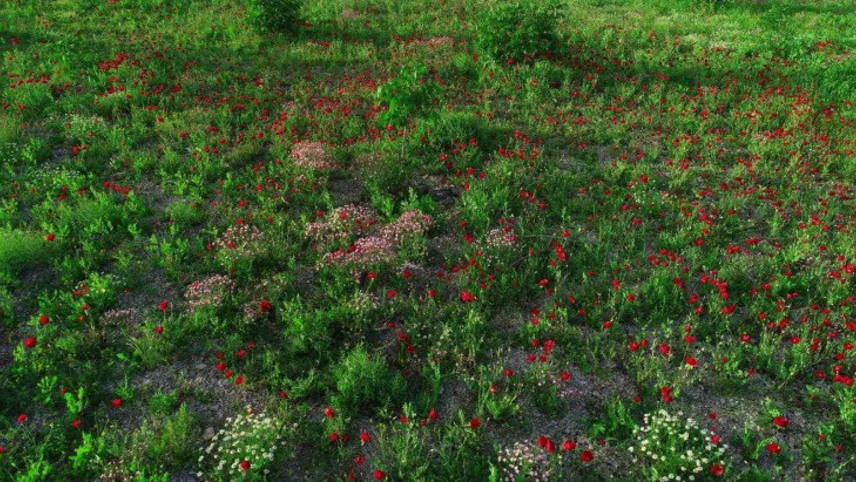 Şırnak'ta tarlalar kırmızıya boyandı, fotoğrafçılar için doğal stüdyo oldu