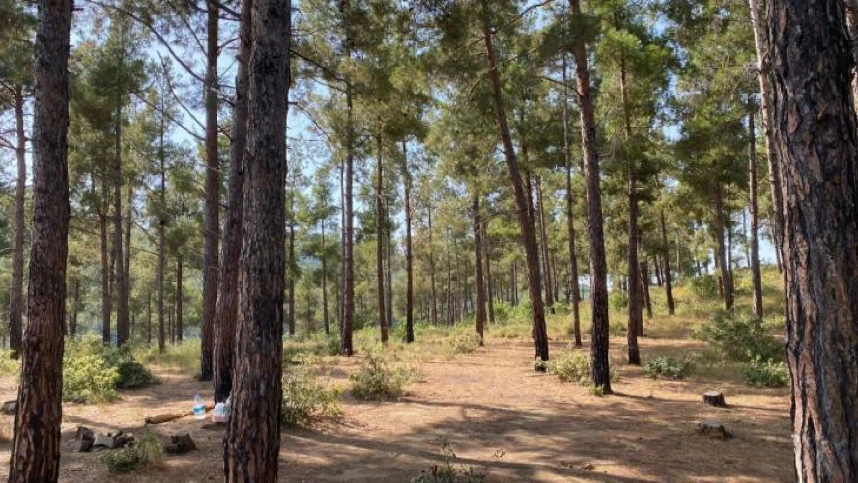 Tekirdağ'da piknik yaparken ormanı yakan 3 kişi tutuklandı