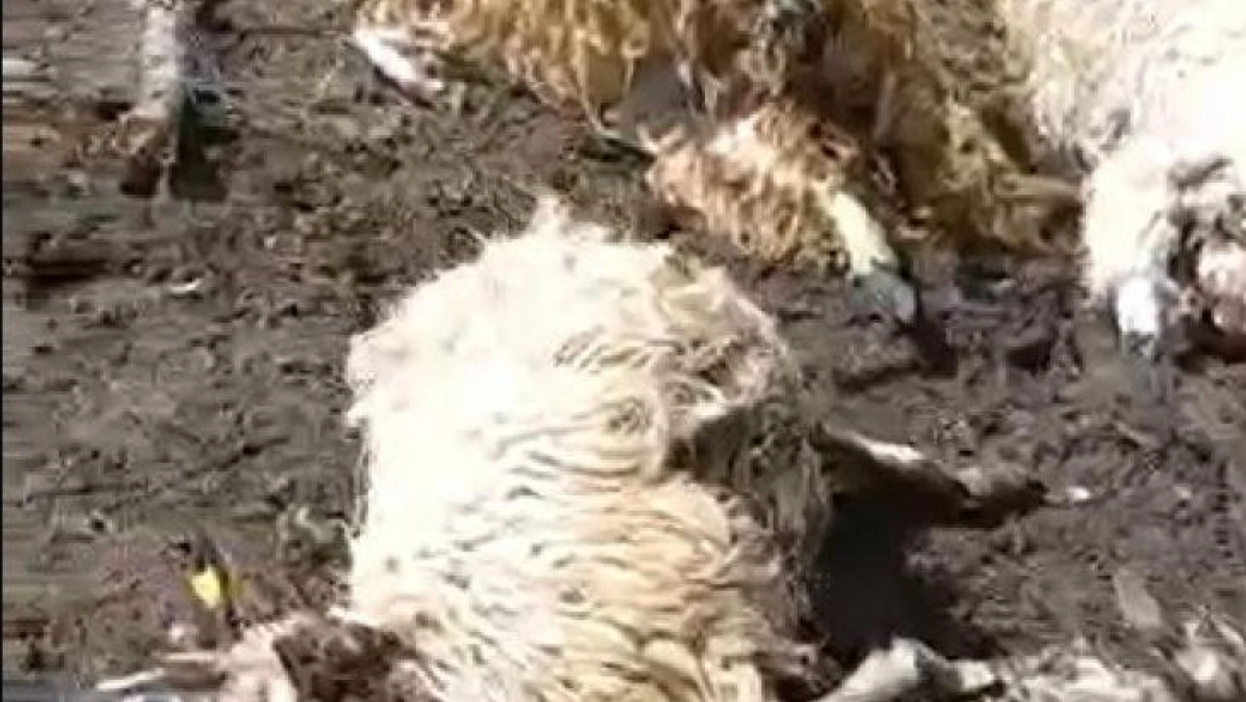 Tokat'ta gök gürültüsünden ürken 55 koyun telef oldu