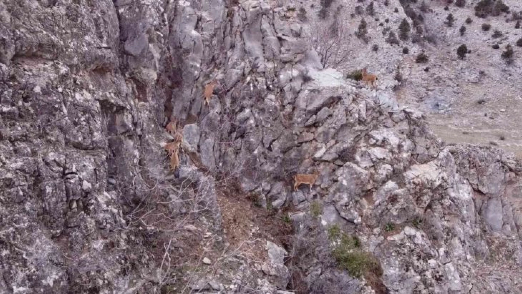 Toros Dağları'ndaki dağ keçisi sürüsü dron ile görüntülendi