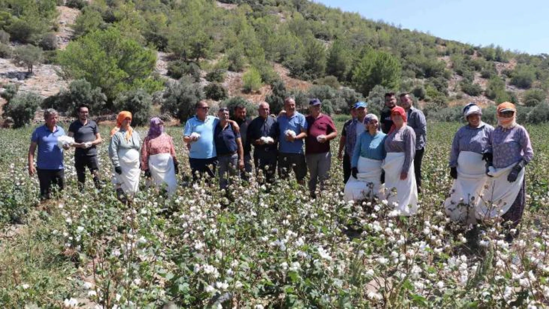 Türkiye'nin ilk pamuk hasadı Söke'den