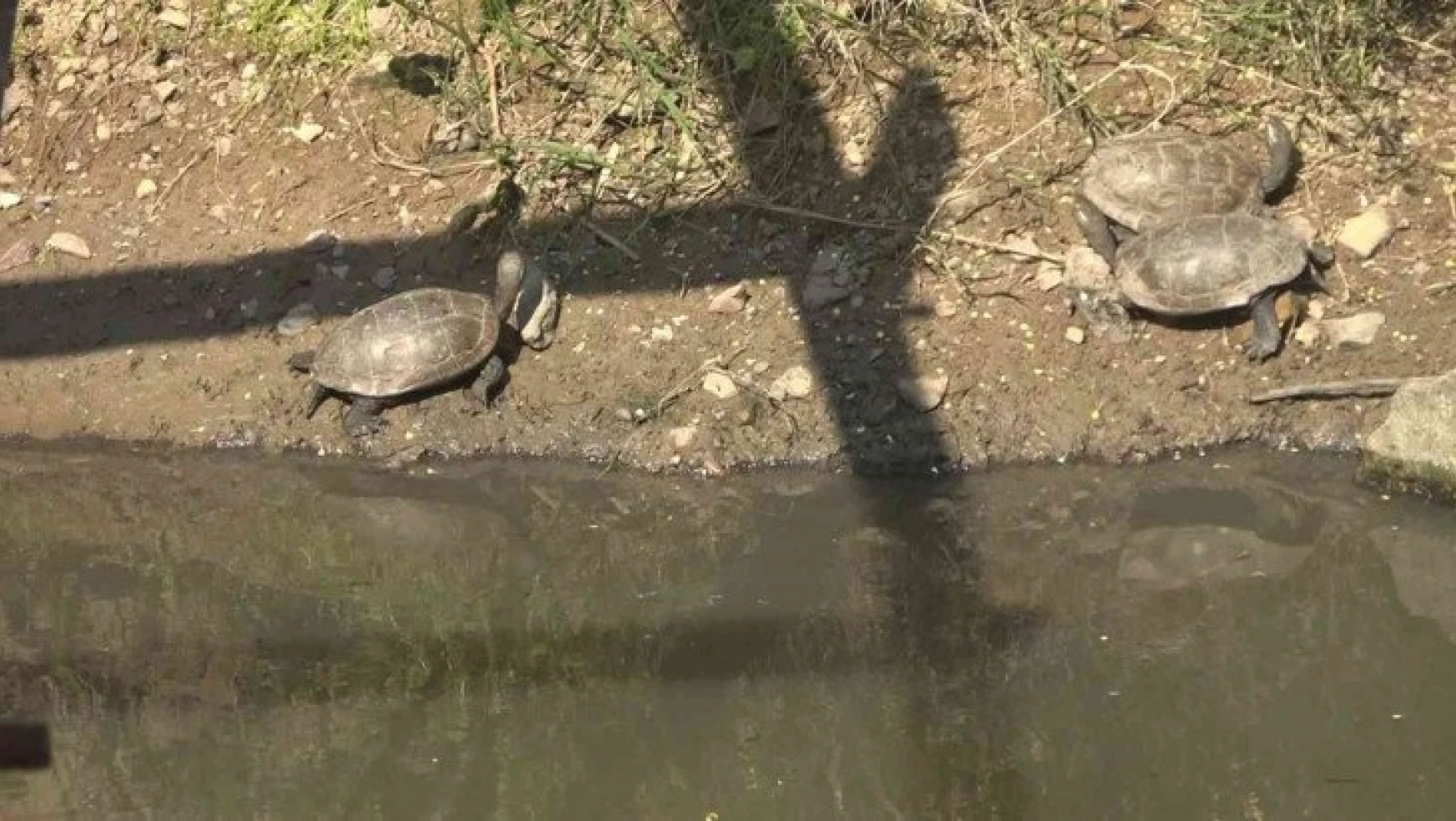 Yalova'da yaşamları tehlikeye giren 325 su kaplumbağası gölete taşındı