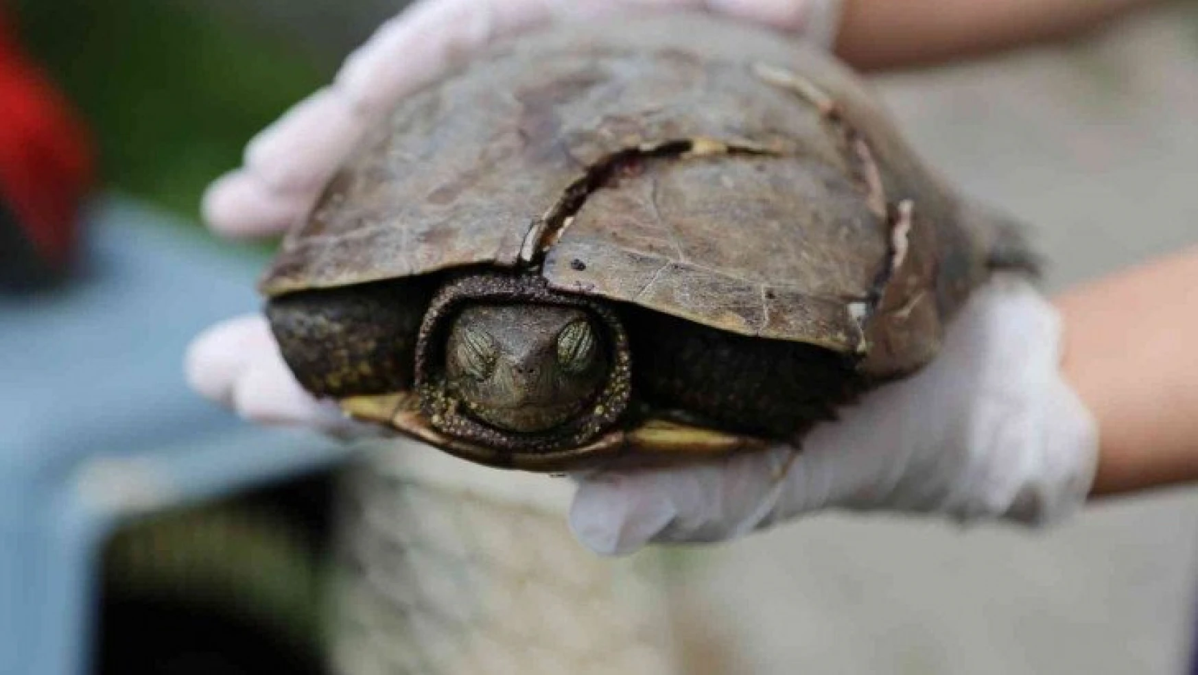 Yaralı halde bulunan kaplumbağa tedavi edildi