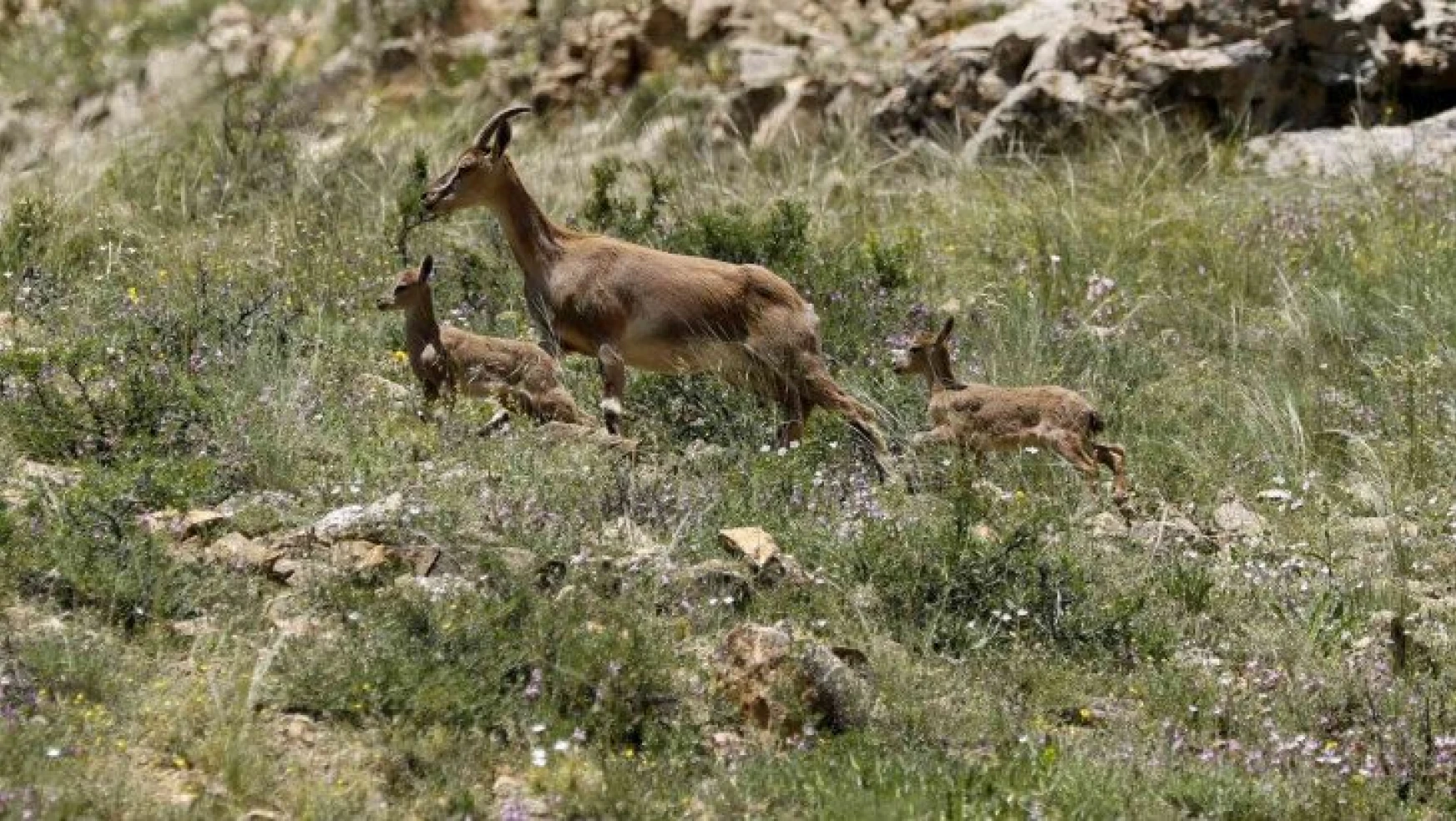 Yavru dağ keçilerinin sarp kayalıklardaki tehlikeli oyunları kameralara yansıdı