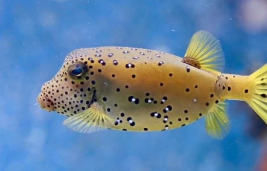 Balon balıklarının toksin düzeyleri için araştırma