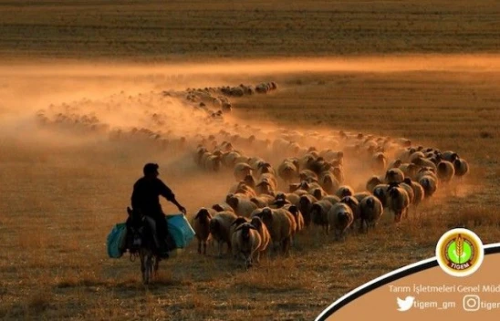 Zoonoz hastalıklara haşere, kuş, rüzgar davetiye çıkarıyor