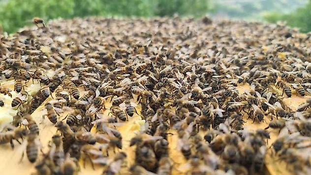 'Bingöl bal arısı' ile hem arı ölümlerinin önüne geçilecek hem de kalite artacak